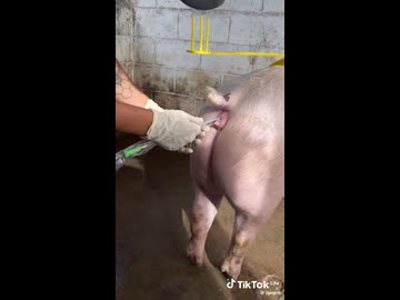 ホモと学ぶ豚の人工授精