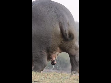 ホモと見るけつあなをおしっこで洗うカバ