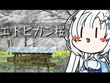 雪さんのナレーショで見る 水明台のエドヒガンの森