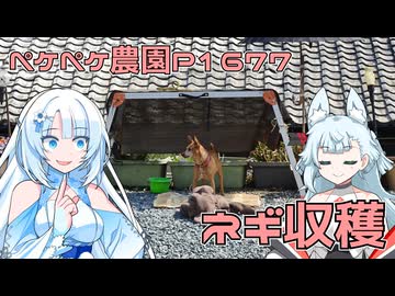 2026年3月27日　農作業日誌P1677　今年のネギ収穫が始まったよ