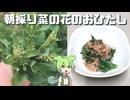 朝採り菜の花でお浸しを作る（2026.03.23）
