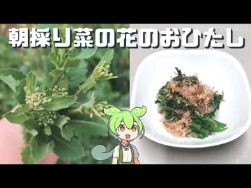 朝採り菜の花でお浸しを作る（2026.03.23）