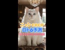 しゃべる猫□ニャンCocoの#ロト6 第2089-90回の数字を #AI予測□当選発表□は毎週月曜と木曜です【CocoんcoのLOTO6予測 第408弾】□