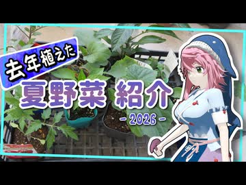 去年、ウチで育ててた夏野菜を紹介します - 2026 -