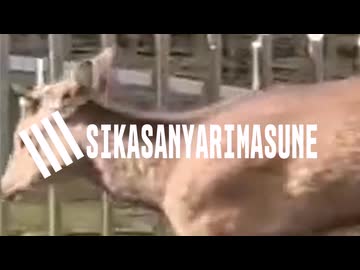 SSSS.SIKASANYARIMASUNE