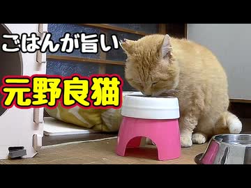 おいしそうに食べるのは いいんですが…【元野良猫】