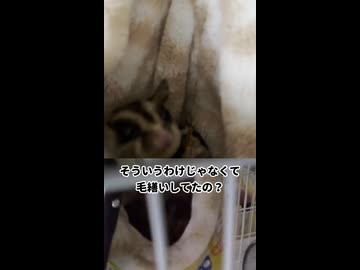 【2角度ポーチ撮影】 ポーチの中でオヤツを食べる子を横と上から映してみた！ #フクロモモンガ #おつモモンガ  #shorts