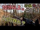 狩猟勢子動画＃049　10頭以上のシカの群れ？