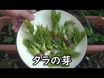 タラの芽2026【長火鉢とおっさん 444】