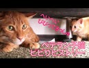 チキンなベテラン子猫、10年のビビりヒストリー