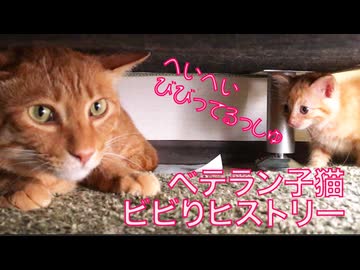 チキンなベテラン子猫、10年のビビりヒストリー