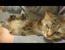 拾いねこ＠生後4981/906日目　ころころ月にょん。