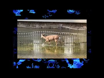 The 鹿さん Sanctuary