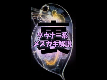 【告知】ミジンコは防御反応で頭を尖らせるが、変形に丸一日かかる上に普通に食われるので意味がない！？