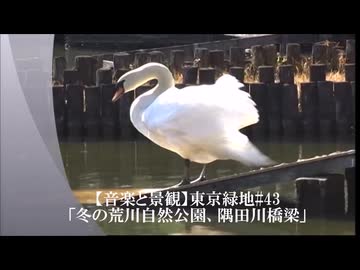 【音楽と景観】東京緑地#43「冬の荒川自然公園、隅田川橋梁」