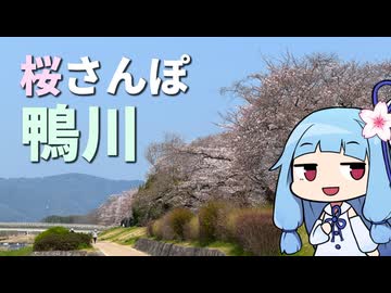 鴨川をテクテク歩く桜さんぽ～3月末の京都の春のお散歩レポ～