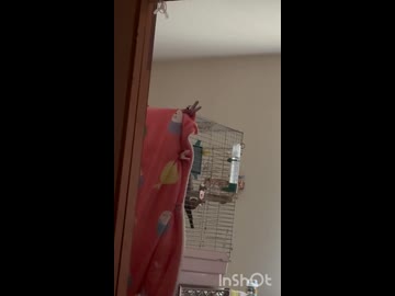 朝寝は許しません！