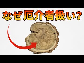 ヨーロッパの高級木材が日本で最悪の外来種になった理由【ニセアカシア】