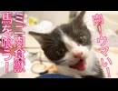 ミニミニ肉食獣、お肉のウマさに覚醒する