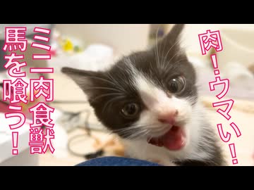ミニミニ肉食獣、お肉のウマさに覚醒する