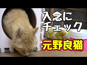 来客 多い…【元野良猫】