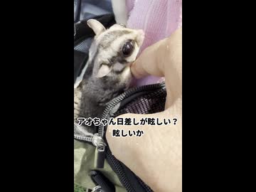 【お花見】 何度も桜をみた長老フクロモモンガと1歳兄弟の反応の違い？！#フクロモモンガ  #おつモモンガ  #shorts