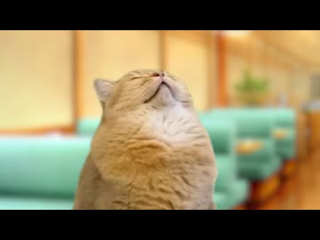 【猫ミーム】中華料理屋、やめました②