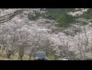 「すごいきれいに咲いていてよかった」約１０００本の「桜のトンネル」見頃に　みやこ町の仲哀公園　太宰府や久留米では５月上旬並みの暖かさに