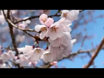 3月のゴミ拾い散歩