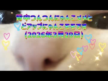 背中つんつんにゃんこメメとどアップにゃんこモモです(2026年3月29日)