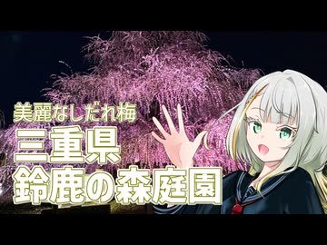 しだれ梅を見に行こう！！【紡乃世ことねのことちゃんねる】