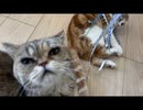 構って欲しそうにこちらを見上げてくる猫さん