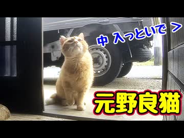 いつもと違うので戸惑う【元野良猫】