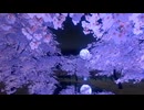 【VRChatワールド紹介】夜、桜、輝き、、、