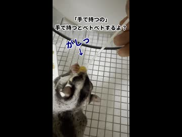 【急激に太り過ぎって言われたもん】 冬場に体重が減った子の体重調整計画3週間目！2週間で体重が増えすぎた子の体重調節した結果は？ #フクロモモンガ #おつモモンガ  #shorts