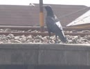 線路の近くのカラス①低画質すいません□2026年3月30日