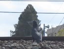 線路の近くのカラス②低画質すいません□2026年3月30日