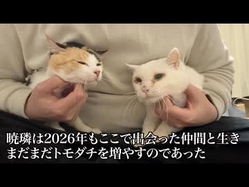 生ける宝石珍獣、特殊スキルでトモダチを増やす