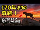 絶滅したと思われていた…？170年ぶりにカメラが捉えた「幻のヒョウ」大自然の奇跡