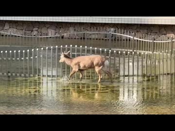 しかさんやりますねぇ！