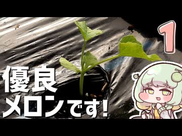 新鮮なメロンを一切れいかがですか？１