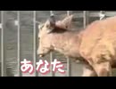 鹿さんに襲われたら□