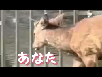鹿さんに襲われたら□