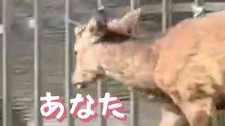 鹿さんよろこんで - ニコニコ動画