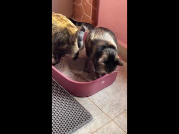 ホモと見るおしっこをかけられるネコ