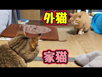 家猫に歩みよる【元野良猫】