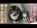 子猫を託した猫一族、さらなる因縁が判明する