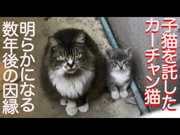 子猫を託した猫一族、さらなる因縁が判明する