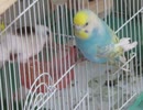 相変わらず執着するインコ カゴにへばりつくインコ ジュウシマツが好き