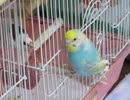 諦めずに入ろうとするインコ カゴにへばりつくインコ ジュウシマツが好き